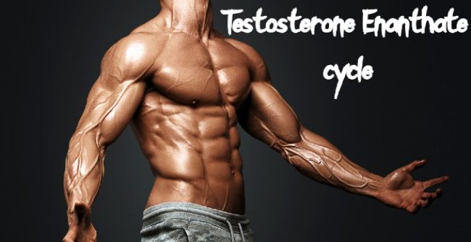 Testosterone Enanthate cycle